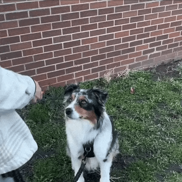 BarkBreaker ™ | Peace and Quiet in Your Own Home