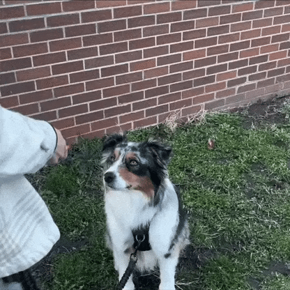 BarkBreaker ™ | Peace and Quiet in Your Own Home