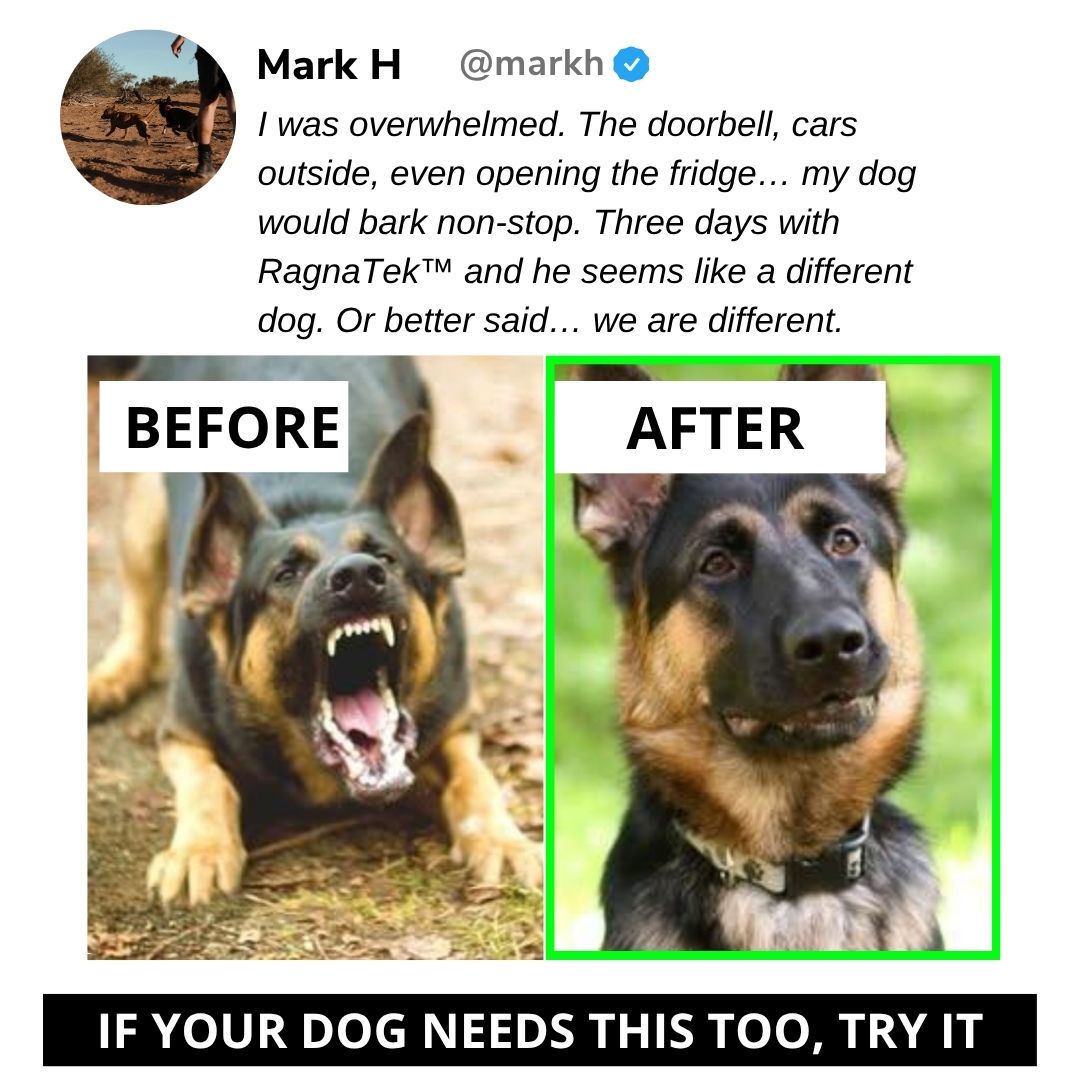 BarkBreaker ™ | Peace and Quiet in Your Own Home